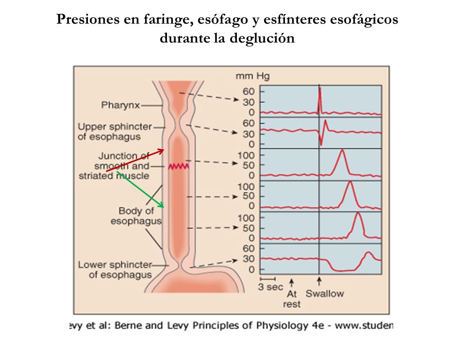 esfinteres esofagicos